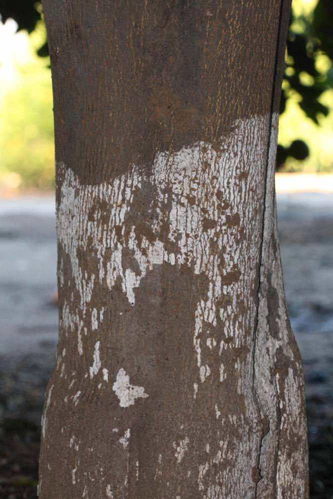              Bark (Riverside, CA)       